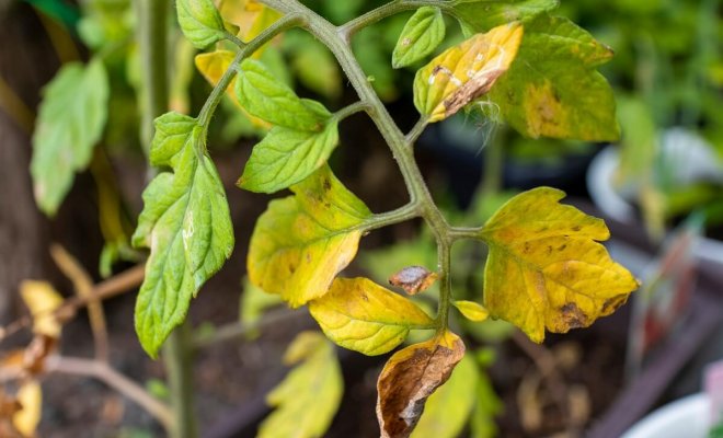 Листья томатов желтеют в теплице в чем причина фото